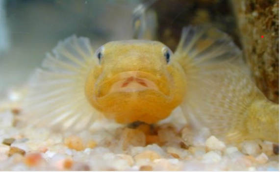 <p>HOW DO YOU DEWORM A FISH? </p>