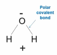 <ul><li><p>Because oxygen is more electronegative compared to hydrogen, resulting in an unequal sharing of electrons between oxygen and hydrogen. (The electrons go closer to the oxygen, making oxygen more negative and hydrogen more positive).</p></li><li><p>This results in something called <strong>polarity</strong></p></li></ul><p></p>