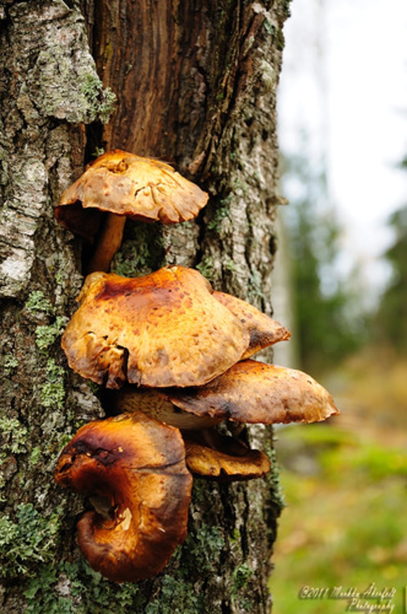 <p>Organisms that live off of dead organisms.</p>