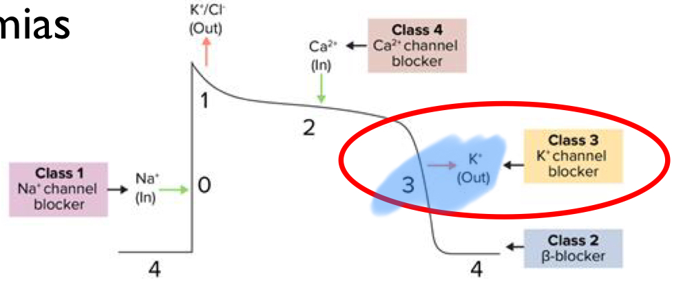 <ul><li><p>They are K+ channel blockers</p></li><li><p>They function during phase 3</p></li><li><p>They inhibit K+ efflux (leaving) </p></li></ul><p></p>
