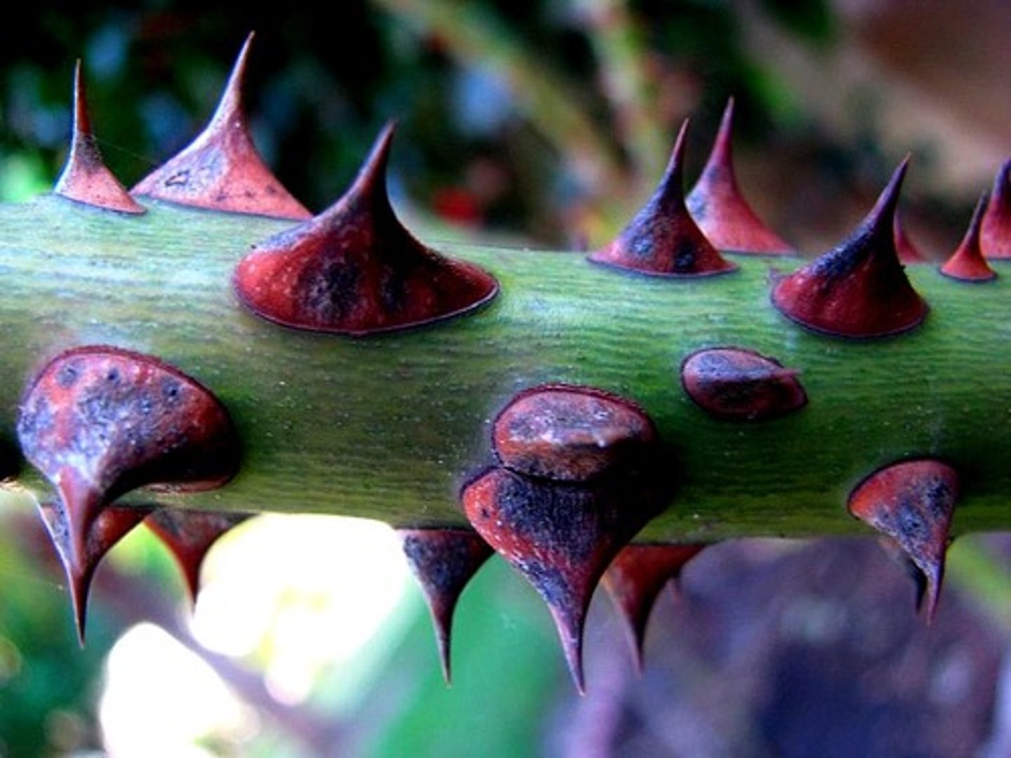 <p>(morphological)</p><p>trichomes, pubsecence (hair), spines</p><p>Leaf thickness, waxes, serrate/spiny leaf margins</p>