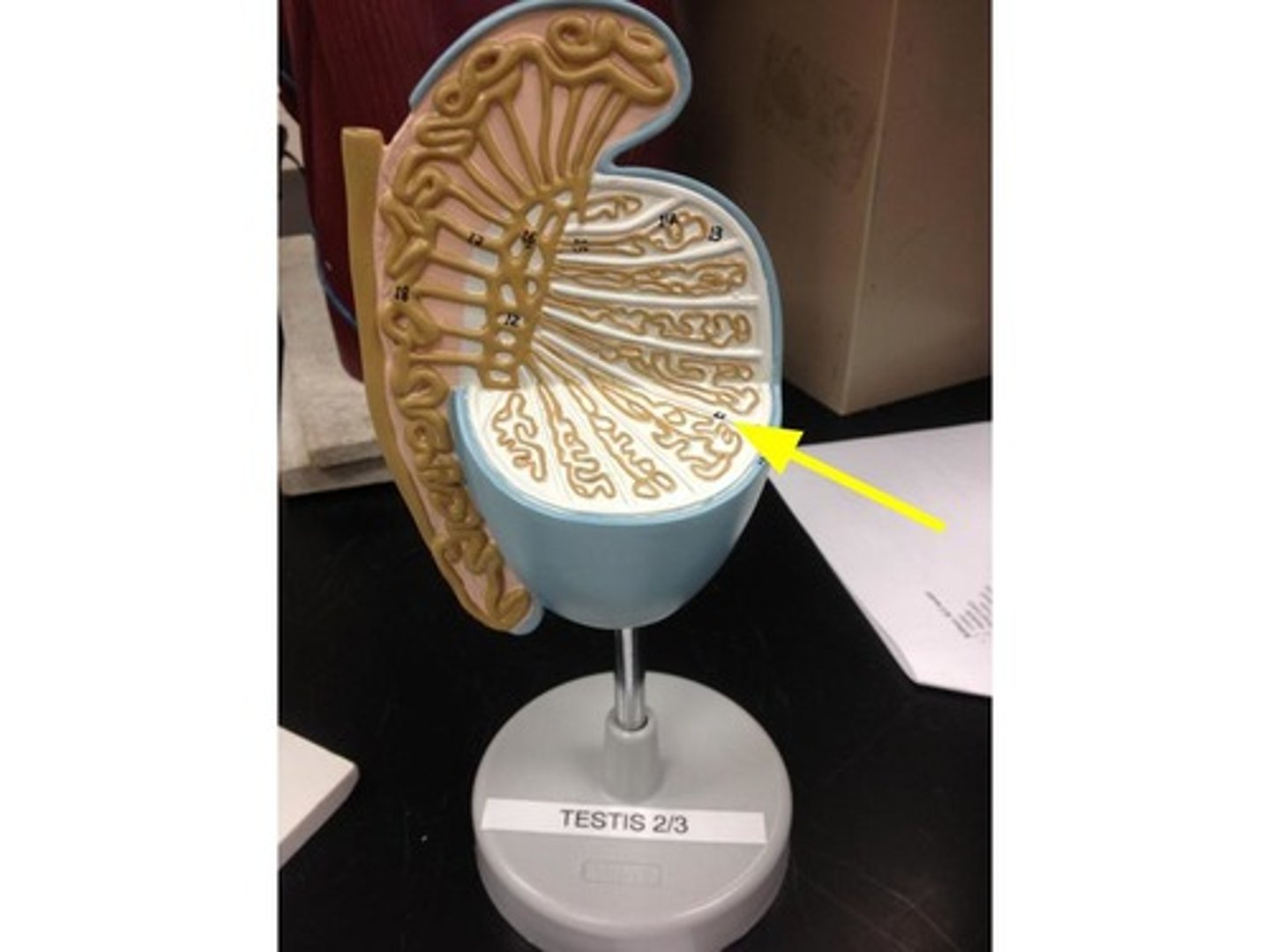 <p>multiple septa formed from the tunica albuginea that course toward the mediastinum testis and separate the testicle into lobules</p>