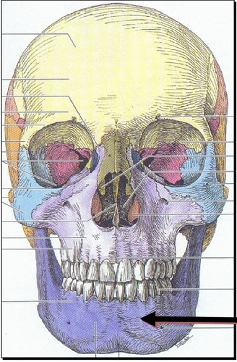 <p>1. Coronoid process</p><p>2. Condyle</p><p>3. Angle</p><p>4. Body</p><p>5. Ramus</p><p>6. More than 4 parts</p>