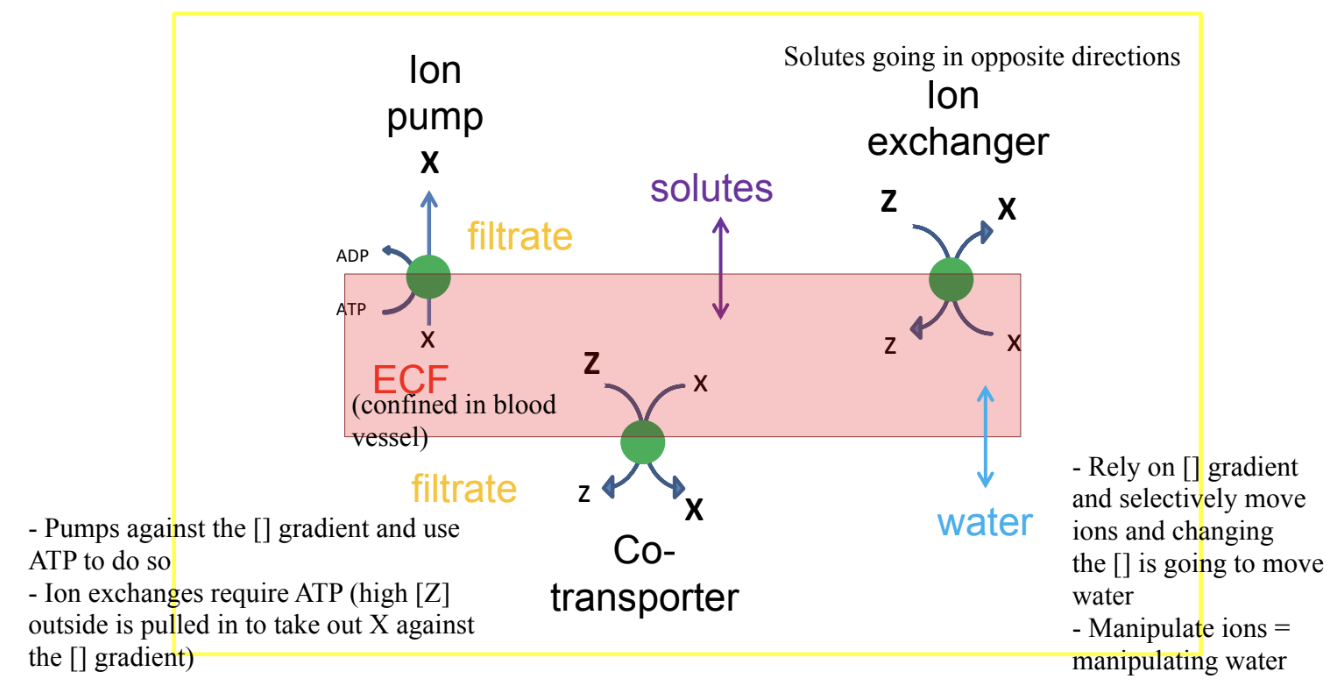 <ul><li><p>Composed of transport epithelium, allows active transport of ions between ECF and filtrate</p></li><li><p>Other solutes and water diffuse in either direction</p></li></ul><p></p>