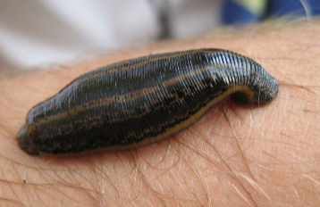 <p>Hirudinea&nbsp;</p>