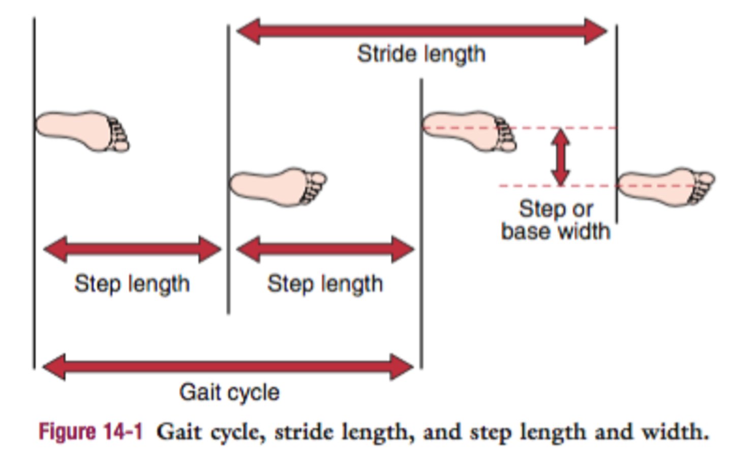 <p>Stride Length</p><p>Distance from heel strike of one foot to heel strike of same foot in one cycle</p><p>Step Length</p><p>Distance from heel strike of one foot to heel strike of the other foot in one cycle</p><p>Stride Width</p><p>Distance between midline of one foot at midstance and the midline of the other foot at midstance</p>
