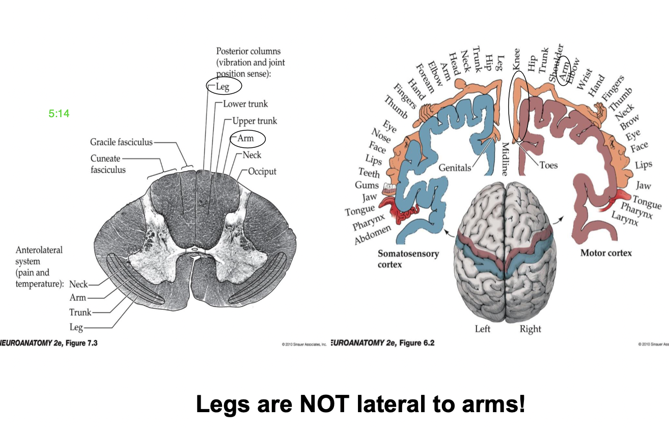 <p>1) primary motor and primary somatosensory cortex</p><p>2) dorsal (posterior) columns</p>