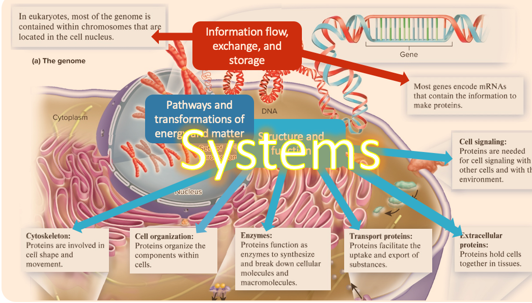 <p>systems</p>