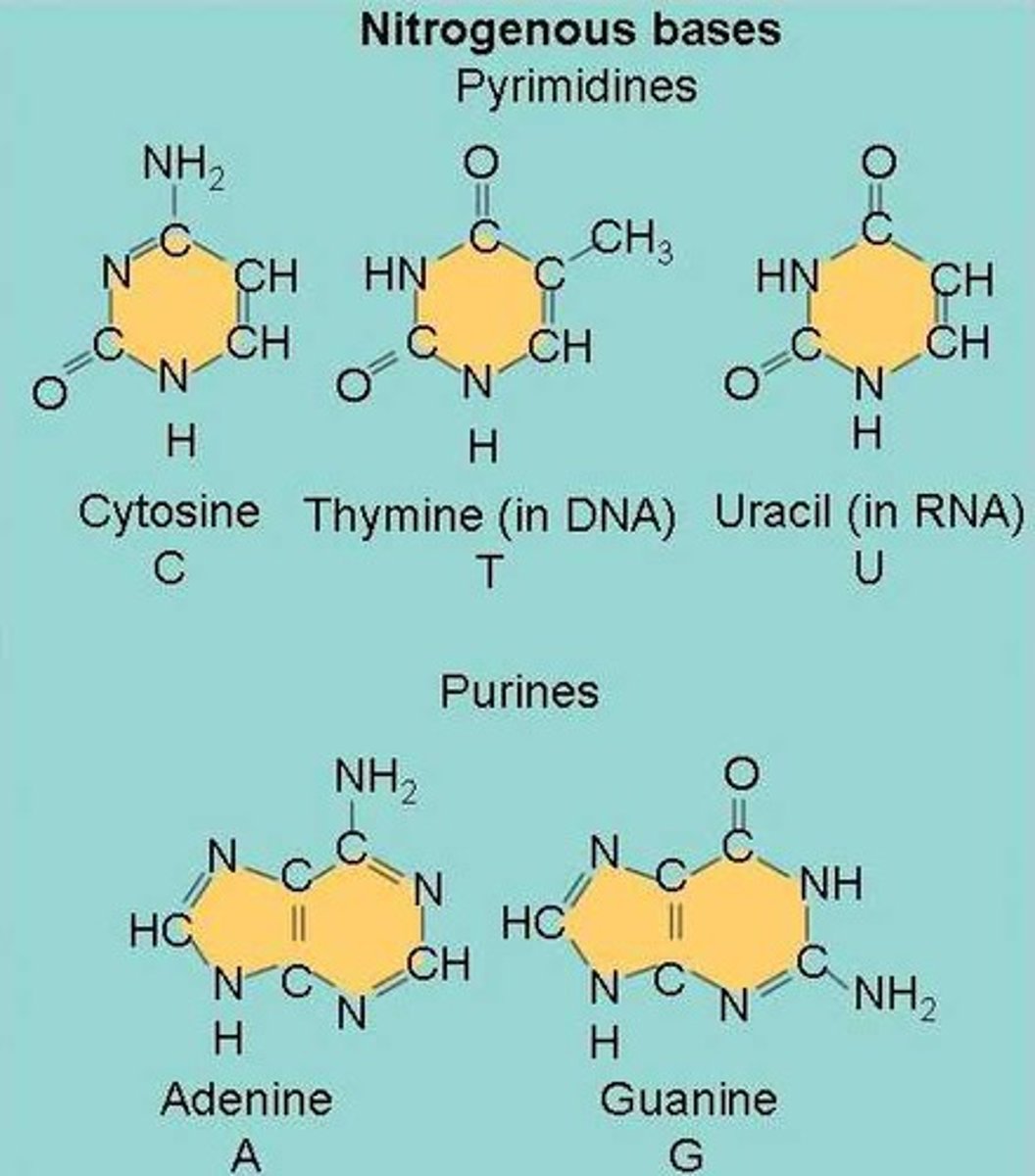 <p>pyrimidine- cytosine, thymine, uracil (CUT, 1 ring)</p><p>purine- adenine, guanine (2 rings)</p><p>A and T have 2 H bonds</p><p>C and G have 3 H bonds</p><p>melting temperature- temp at which 1/2 of H bonds can break, eventually will denature</p><p>CG bonds are more stable than AT bonds</p><p>more bonds and longer strands means higher melting temperature</p><p>in dsDNA, A and T found in same quantity, C and G found in same quantity</p>
