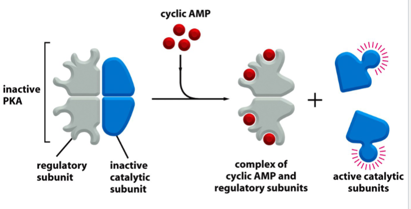 <p>protein kinase A</p><p>cAMP-dependent</p><p>promotes glycogen metabolism</p><p>when inactive, is a tetramer with 2 regulatory (R) subunits bound to 2 catalytic (C) subunits</p><p>activated by cAMP: cAMP binds to R subunits → C subunits are released</p><p>kinase activity of released C subunits phosphorylates multiple effector proteins</p>