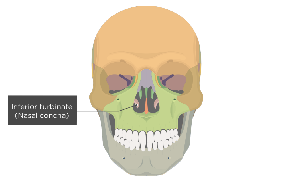 <ul><li><p>separates bones</p></li><li><p>increase turbulence&nbsp;</p></li></ul><p></p>