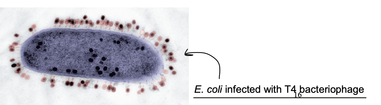 <ul><li><p>Multiplication goes through similar stages as animal viruses!</p></li><li><p><span style="color: red;"><strong>Only the nucleic acid enters (through direct penetration) the cytoplasm</strong></span></p></li><li><p>Release due to cell lysis = <strong>lytic cycle</strong></p></li></ul><p>Background - <strong>Bacteriophages: bacterial viruses (phages)</strong></p><ul><li><p>Most widely studied are those that infect <strong><em>Escherichia coli</em></strong></p></li></ul><p></p><p></p>