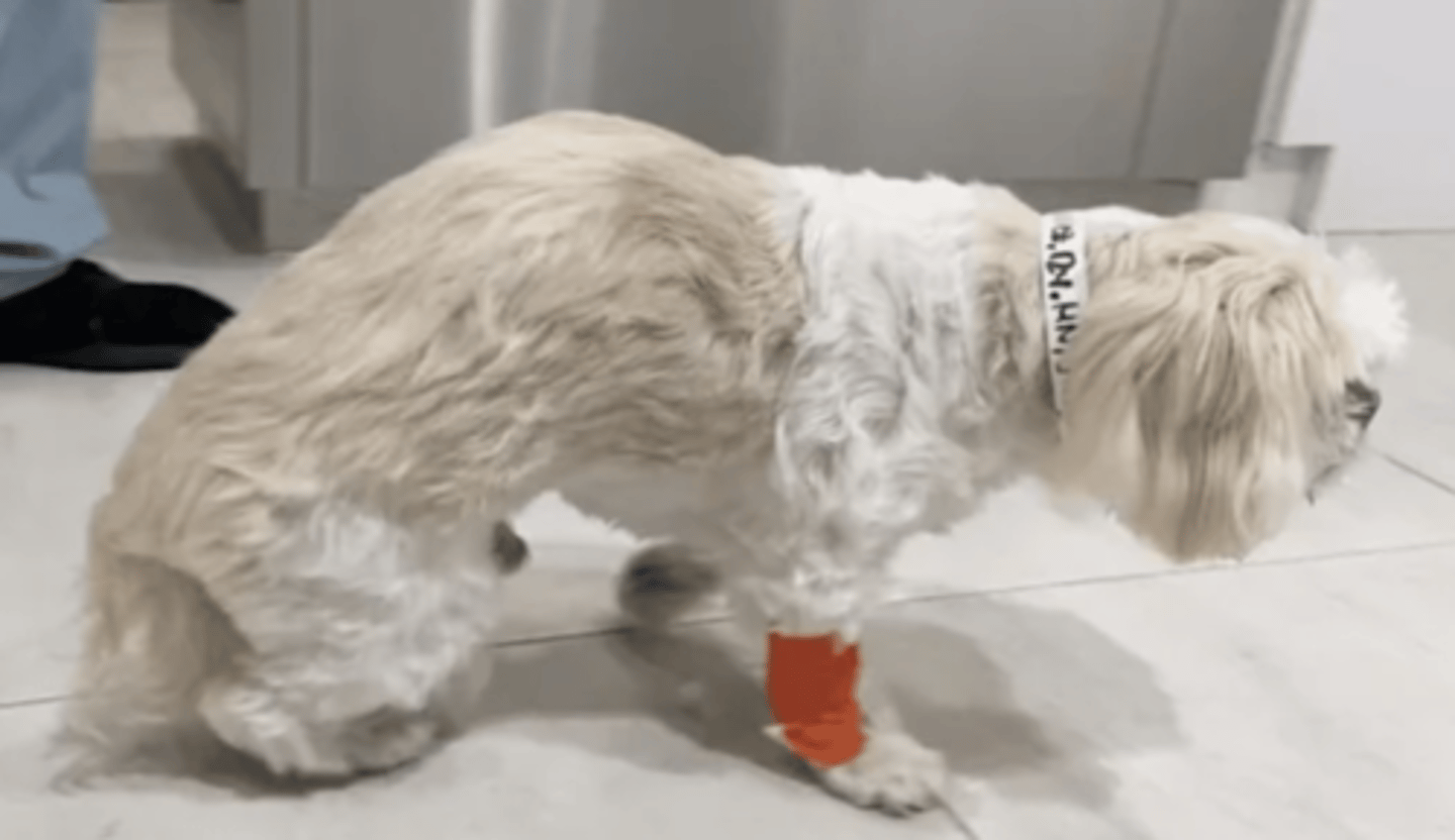 <p>what do we call this dorsal deviation of the spine?</p>