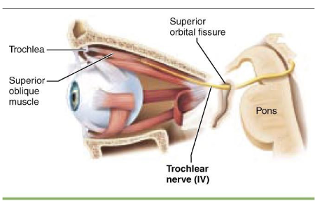 <p>what is component of <span>Cranial Nerve IV – Trochlear Nerve?</span></p>