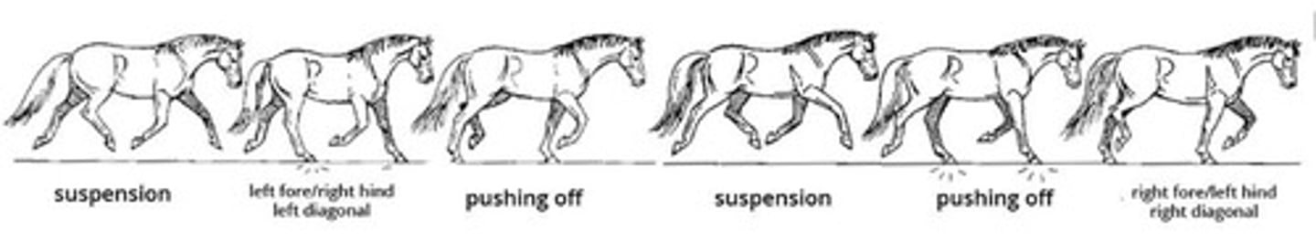 <p>2-beat gait, moving its legs in unison in diagonal pairs; Averages: 13km per hour.</p>