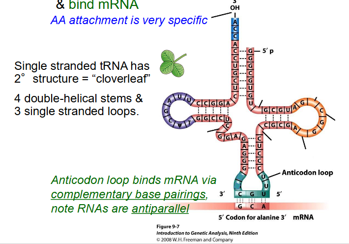 <p>- transfer amino acids to ribosome and bind mRNA</p><p>- AA attachment is very specific</p><p>- single stranded tRNA has secondary structure = "cloverleaf"</p><p>- 4 double-helical stems and 3 single stranded loops</p><p>- Anticodon loop binds mRNA via complementary base pairings. RNAs are antiparallel.</p><p>- if u trace it with ur finger u would notice its still single stranded</p>