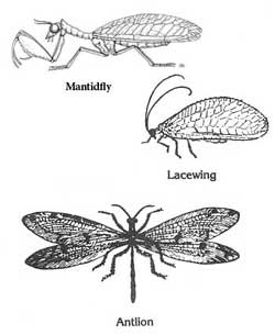 <p>antlions and lacewings</p>