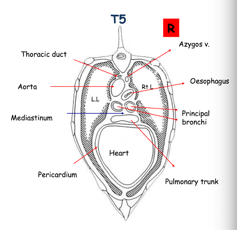 <ul><li><p><u>Associated with T5</u></p></li><li><p><strong>The heart within the pericardium</strong> (comprises largest part of the mediastinum)</p></li><li><p><strong>Lungs</strong></p></li><li><p><strong>Mediastinum</strong></p></li><li><p><strong>Principle bronchi</strong></p></li><li><p><strong>Oesophagus</strong></p></li><li><p><strong>Aorta</strong></p></li><li><p><strong>Thoracic Duct</strong></p></li></ul><p></p>