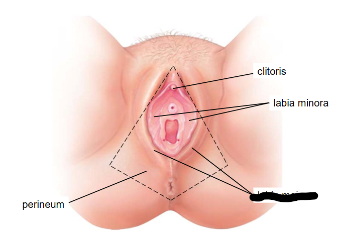 <p>(Female Reprod Structures) What is this within the Vulva</p>