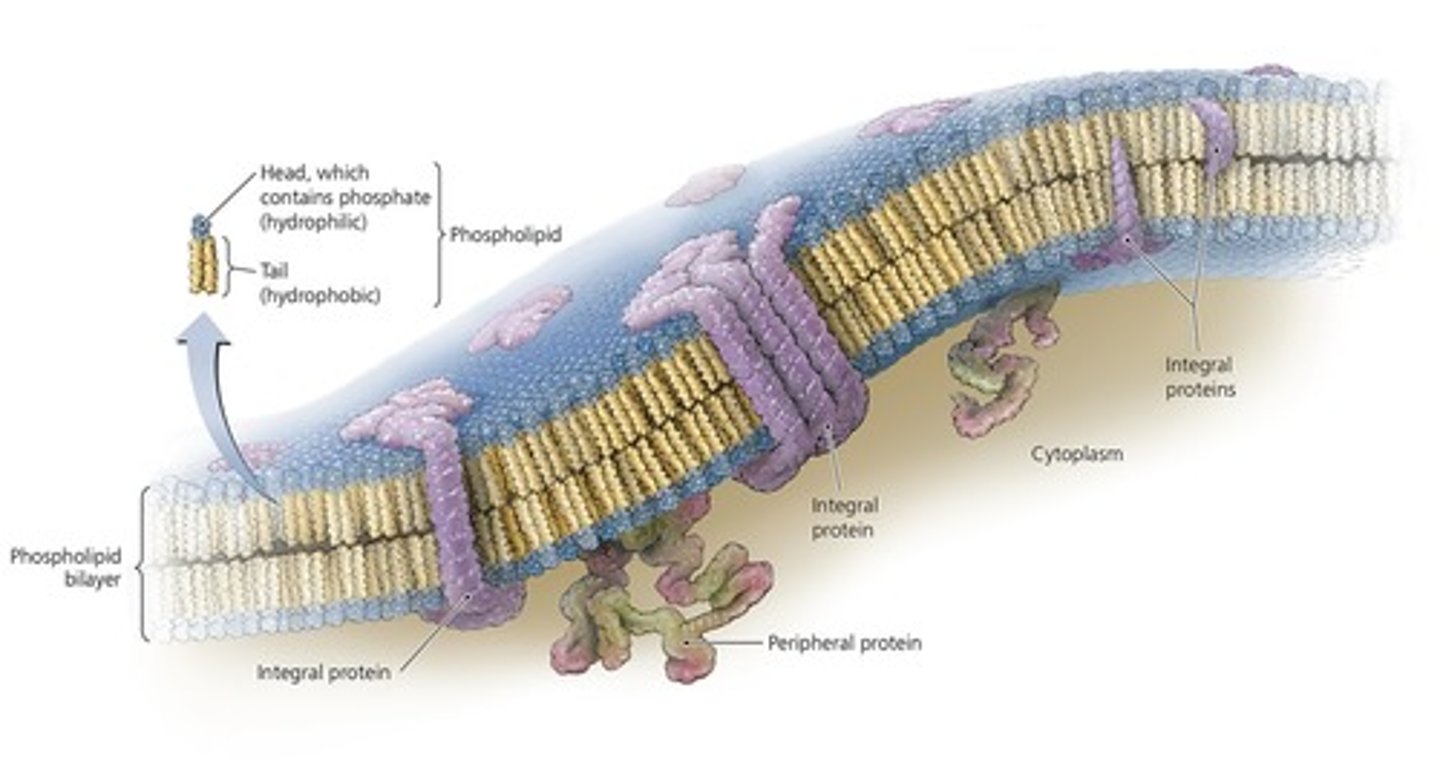 <p>-referred to as phospholipid bilayer; composed of lipids &amp; associated proteins</p><p>-Proteins important for recognition, receptors, carriers of channels</p>