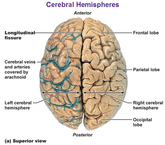 <p>seperates two hemispheres</p>