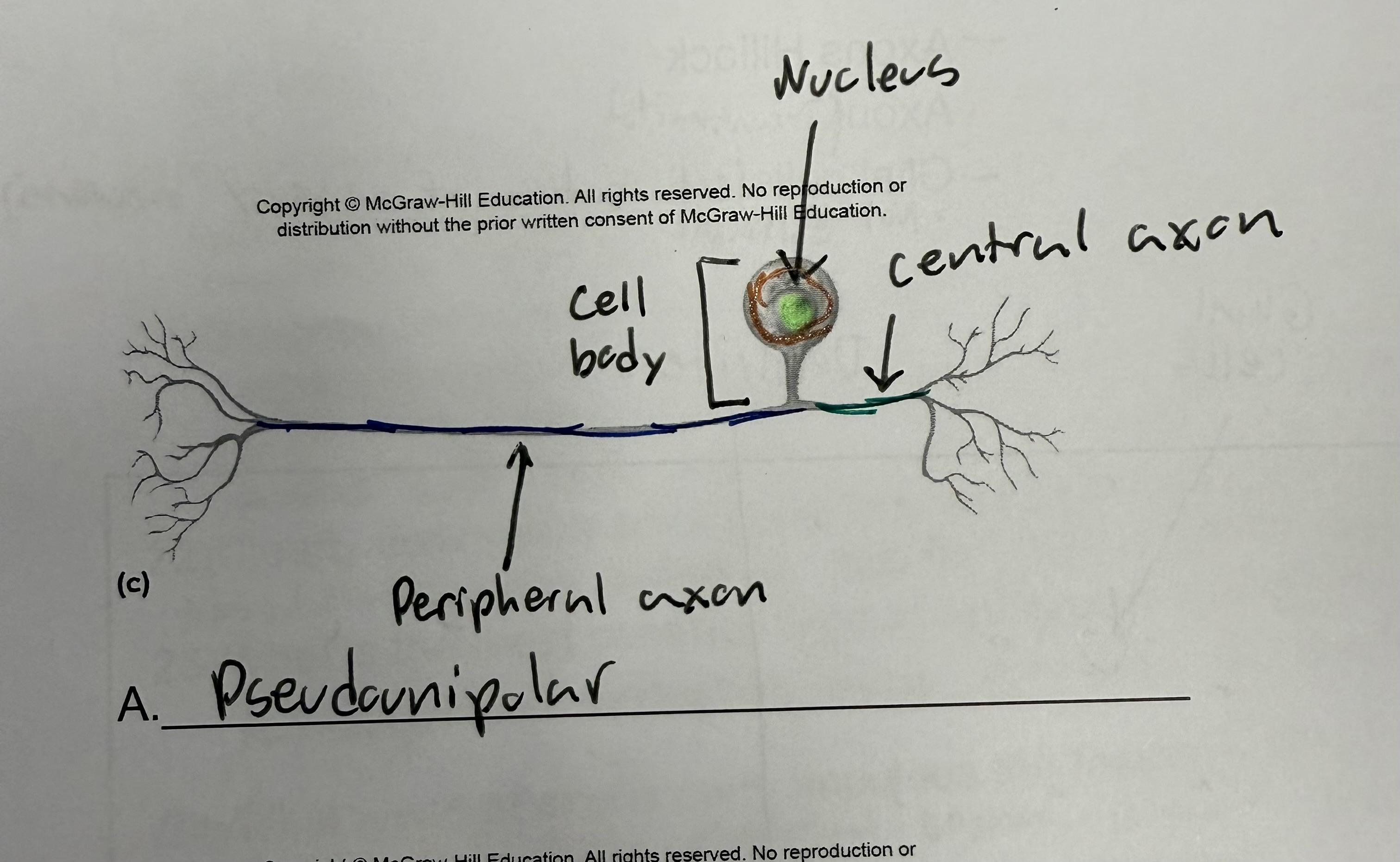<ul><li><p>Neuron type that appears to be on straight axon with dendrites on both sides and cell body somewhere in the middle</p></li><li><p>Appears to only be one axon but is really two</p></li></ul><p></p>