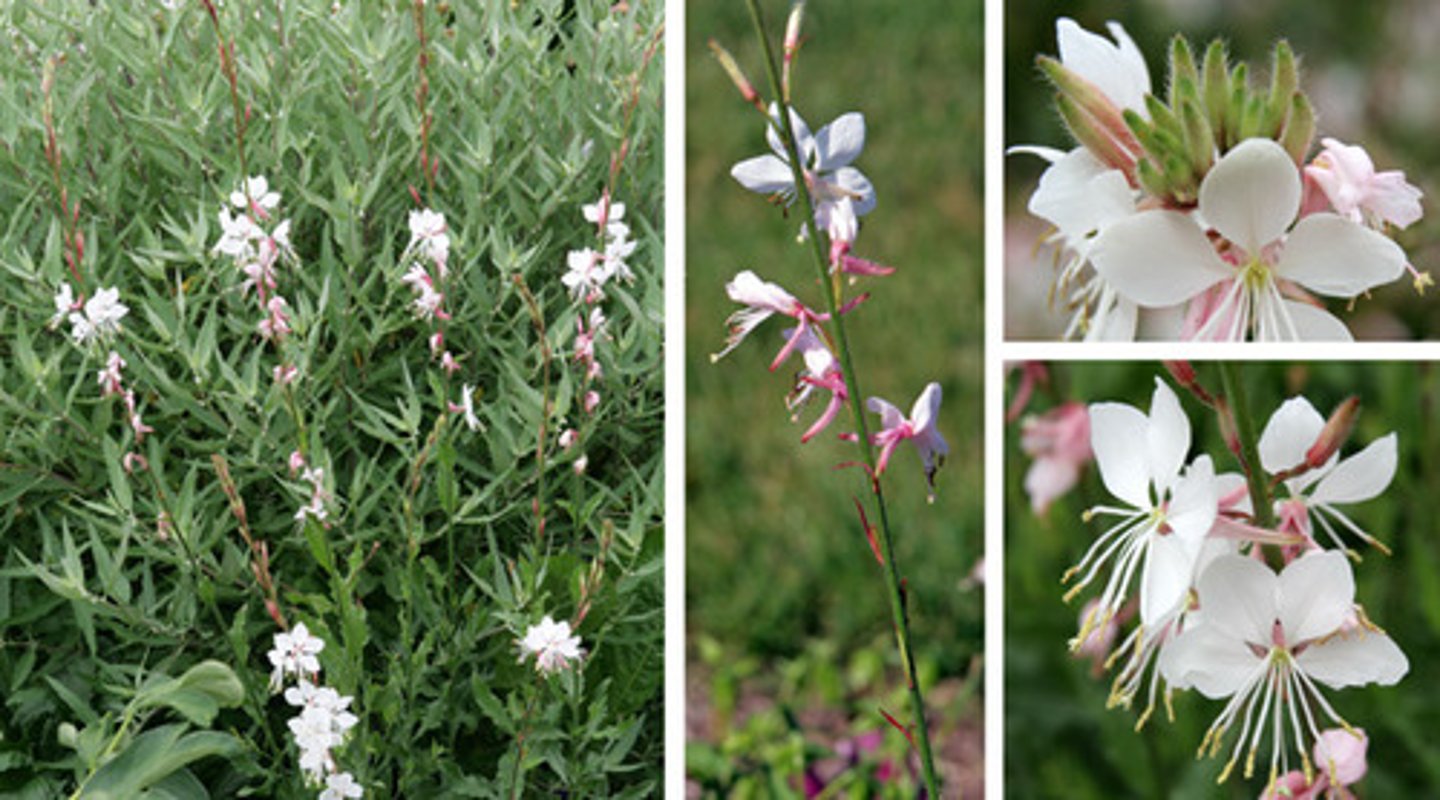 <p>individual stem, no branching</p><p>leaves: clasp stem, alternate, reddish foliage, scatter teeth, red stem</p><p>blooms: open panicle, long exerted stamen, 4 petaled</p>