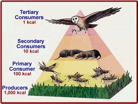 A representation of the distribution of biomass, numbers, or energy among trophic levels