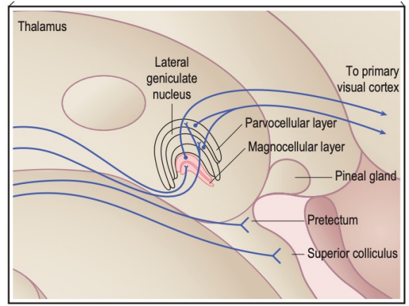 <p>Each layer is composed of the same single cell type </p><p>Three types according to size: </p><p><strong>Magnocellular </strong>(M cells) – <strong>large </strong>(<strong>2 </strong>layers located <strong>inferiorly</strong>) </p><p><strong>Parvocellular </strong>(P cells) – <strong>medium </strong>(<strong>4</strong> layers located <strong>superiorly</strong>) </p><p><strong>Koniocellular </strong>(K cells) – <strong>small </strong>(<strong>below each </strong>of the six layers)</p>