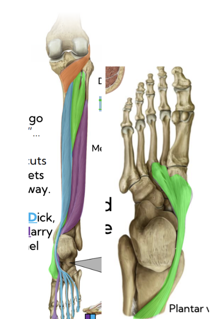 <p>Deep posterior leg — Tibialis posterior (green)</p>