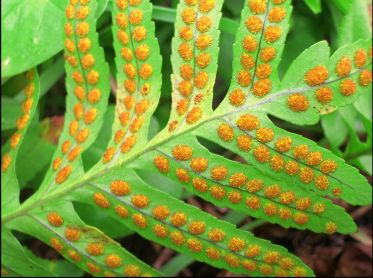 <p>sporophylls</p>