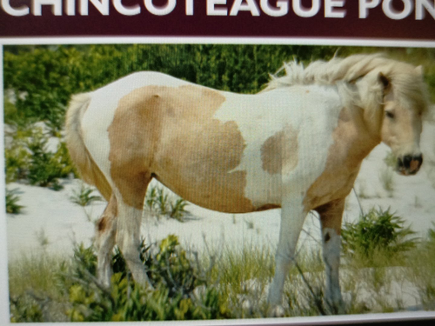 <p>-Assateague horse</p><p>-Descends from Spanish horse</p><p>-Semi- Feral or feral ponies</p><p>-Height: 54in (feral state), 58in (domesticated)</p><p>-Solid colors &amp; pinto patterns</p><p>​</p>
