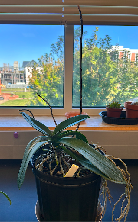 <p>Order? Family?</p>