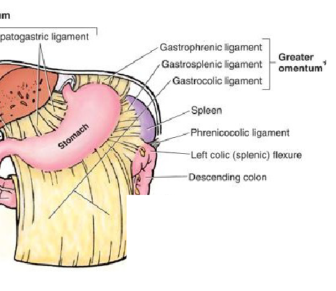 <ul><li><p>gastrophrenic lig (<span>stomach → diaphragm</span>)</p></li><li><p>gastrosplenic lig (<span>stomach → spleen</span>)</p></li><li><p>gastrocolic lig (stomach → duo, intestine)</p></li></ul><p></p>