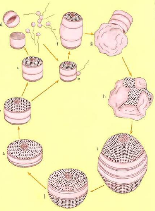 <p>B → célula vegetativa (diploide)</p><p style="text-align: justify;">C → unas células desarrollan gametos masculinos y otras femeninos. En las células femeninas se produce una meiosis, de las 4 se eliminan 3</p><p style="text-align: justify;">F → se produce una fecundación</p><p style="text-align: justify;">G → se forma una auxospora (forma protectora)</p><p style="text-align: justify;">H → se rompe la pared que la protege</p><p style="text-align: justify;">I → se generan nuevos individuos → produce células vegetativas por mitosis</p><p style="text-align: justify;">Esto ocurre en las diatomeas → único grupo de algas unicelulares diploides</p>