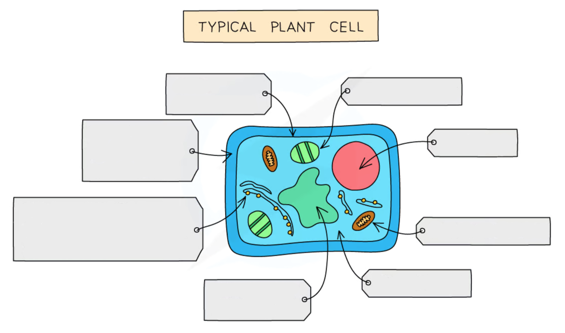 <p><strong>Label this diagram of a plant cell</strong></p>