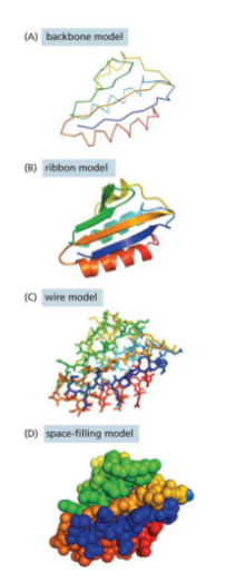<ul><li><p>Backbone model — only backbones</p></li><li><p>Ribbon model — shows folding</p></li><li><p>Wire model — shows positions of bonds</p></li><li><p>Space-filling model — contour map</p></li></ul><p></p>