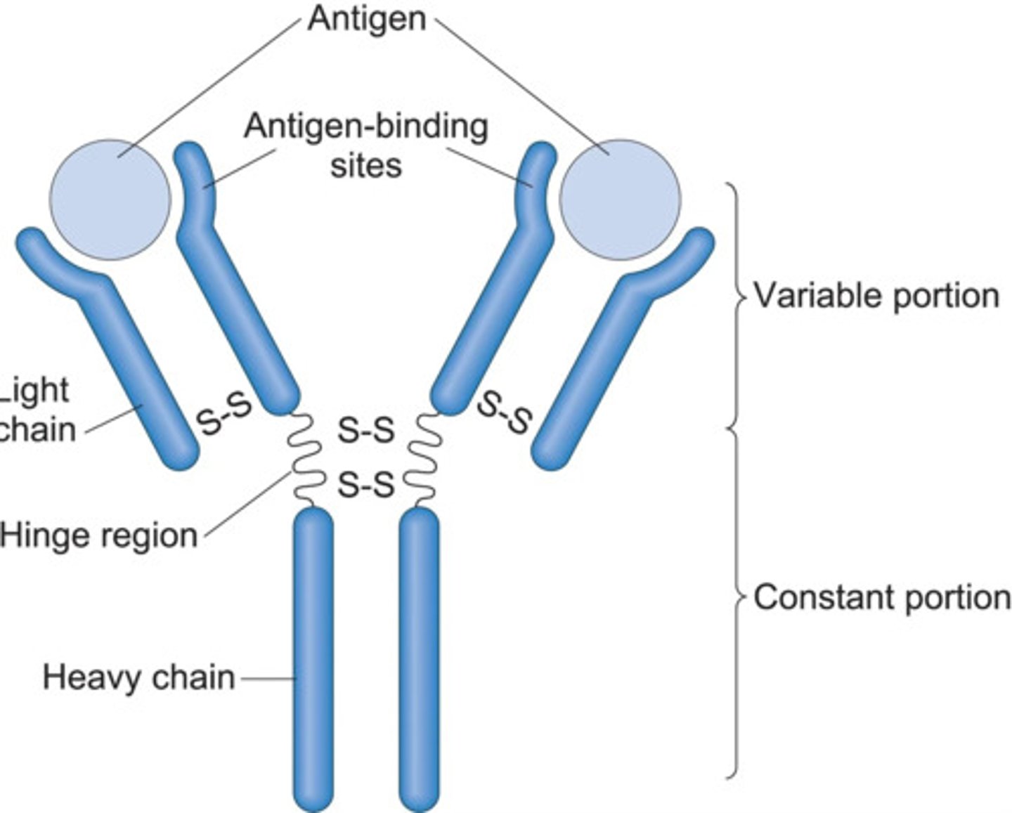 <p>1. 4 looping polypeptide chains</p><p>-2 heavy</p><p>-2 light</p><p>2. Hinge region</p><p>3. Roughly T or Y shaped</p><p>4. Variable region at the ends of the H and L chains</p><p>5. Constant region</p>