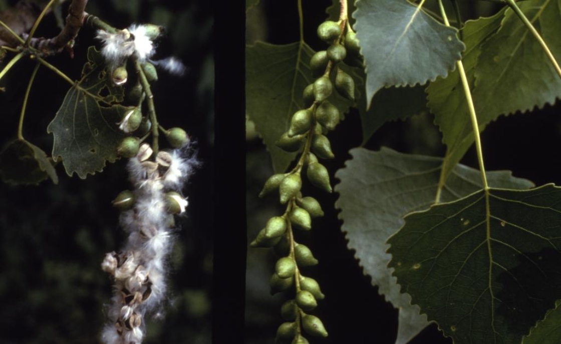 <p>Large and imposing, triangular fluttering leaves with long petioles arranged at all angles around twigs, serration along base and smooth along tip, cotton-like seeds, often multiple trunks at base, large imbricate resinous pointed terminal buds, knobby twigs, thick bark with deep furrows&nbsp;</p>