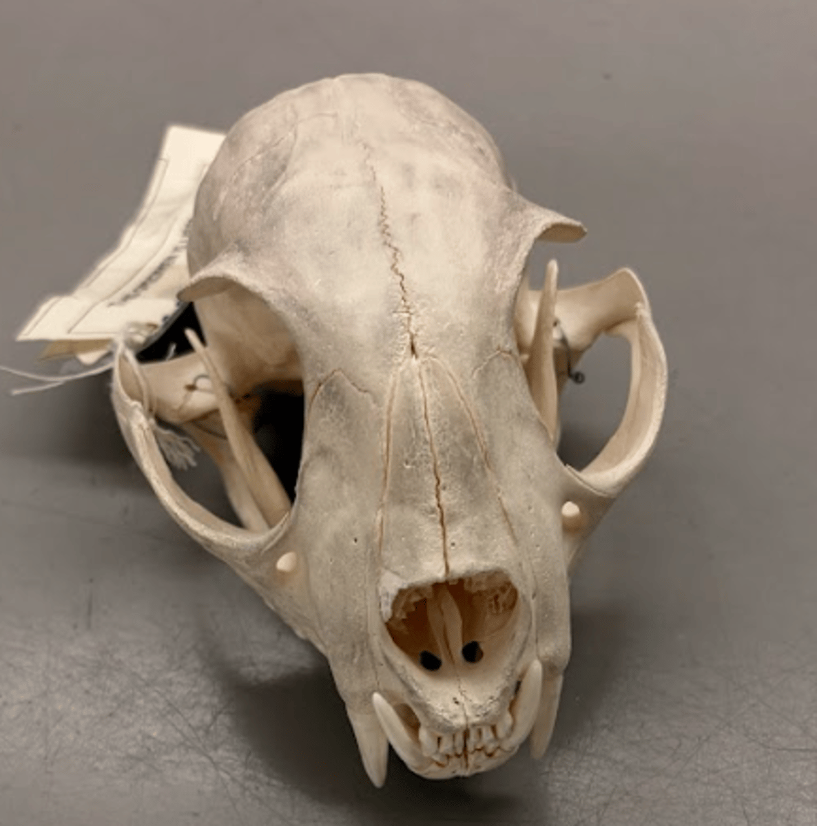 <p>What is this specimen? (rectangular soft palate)</p>