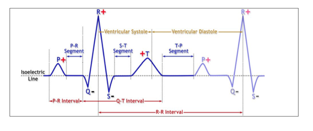 recording of the electrical changes that occur in the myocardium during a cardiac cycle
