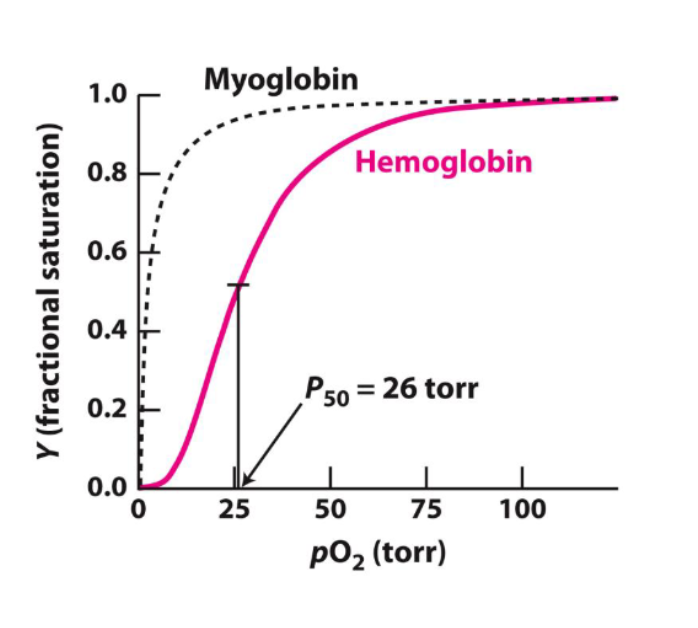<p>sigmoid curve, s shape </p>