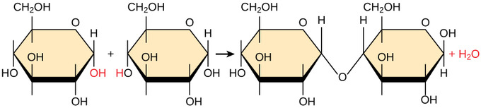 <p>What specific type of reaction is depicted in the image?</p>