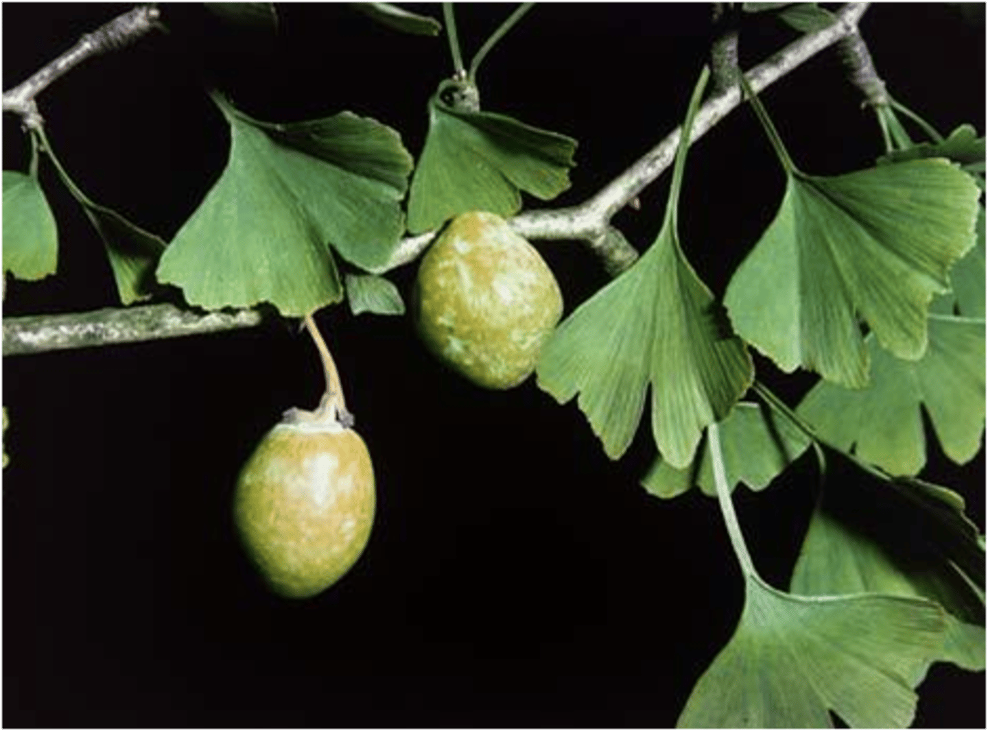 <p>What phylum are ginkos in?</p>