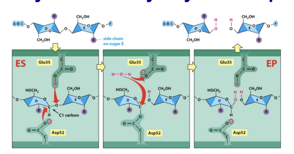 <p>takes a six-sugar molecule (a hexasaccharide) and cleaves it between sugars 4 and 5.</p>