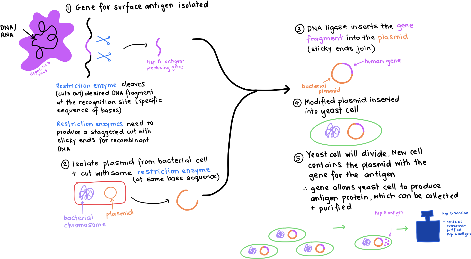 knowt flashcard image