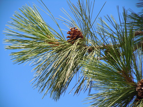 <p>(Pinus ponderosa)</p>