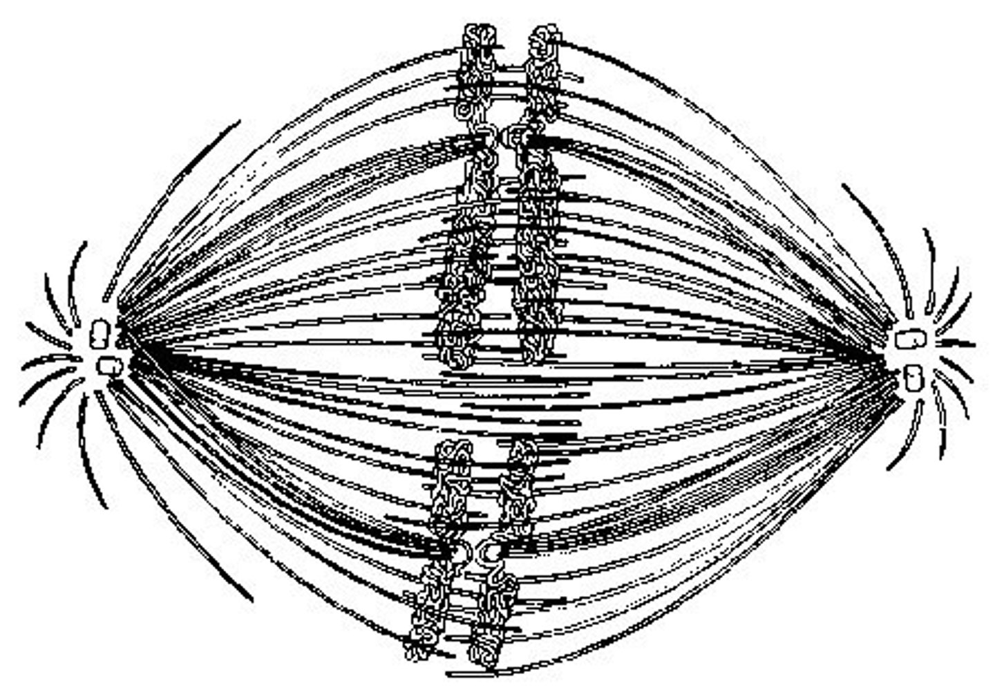 <p>formation of telophase nuclei</p>