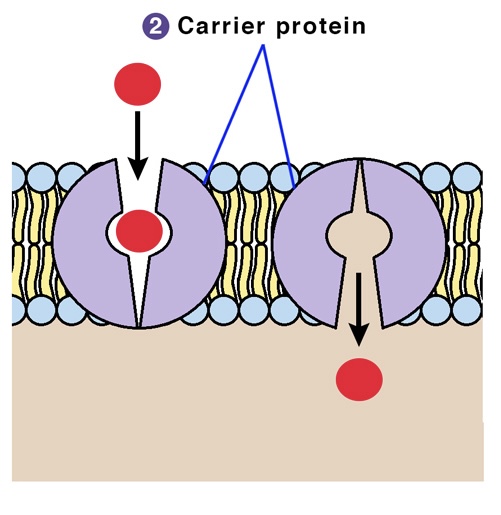 <ul><li><p>requires energy to transport molecules</p></li><li><p>binds to molecules or ions on one side of the membrane and releases it on the other side of the membrane (does not provide a tunnel for transport)</p></li></ul>