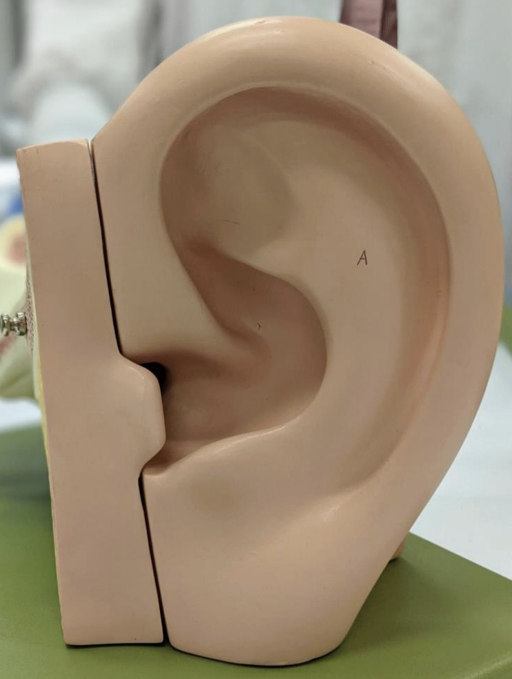 <p>The Outer Ear</p>